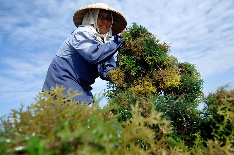 Para petani rumput laut sedang panen. SP/ SLW