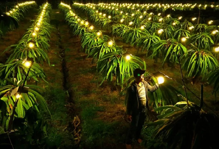 Budidaya buah naga menggunakan inovasi teknologi  lampu LED. SP/ BYW