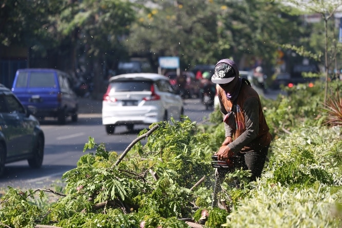 DLH Surabaya menggencarkan perantingan pohon. SP/SURA