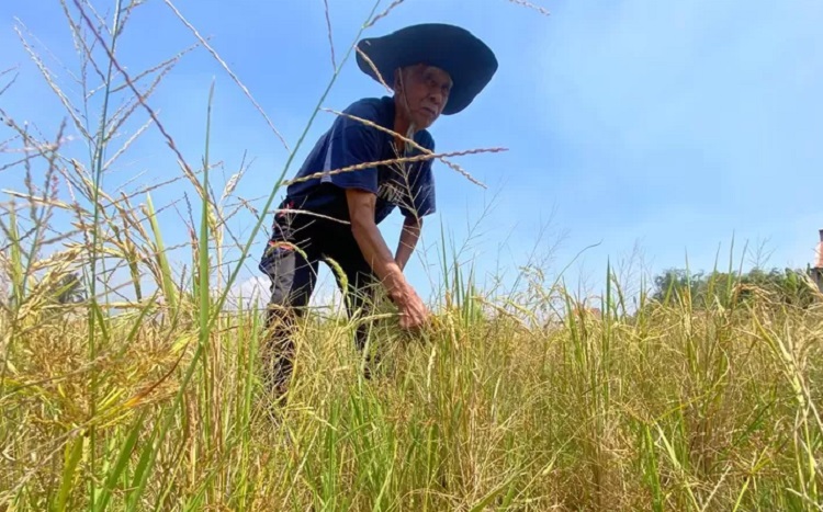 Musim kemarau membuat beberapa lahan pertanian untuk menanam padi di Kediri mengering. SP/ KDR