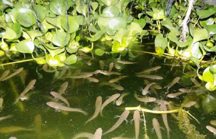 Budidaya ikan gabus. SP/ MDN