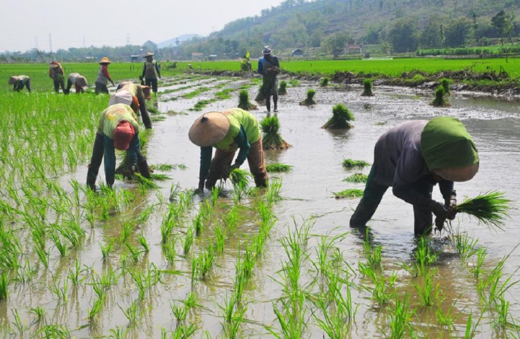 Ilustrasi Petani menanam bibit padi di persawahan. SP/ JKT