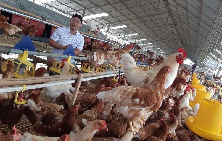Ilustrasi peternakan unggas yang siap dipanen. SP/ JKT