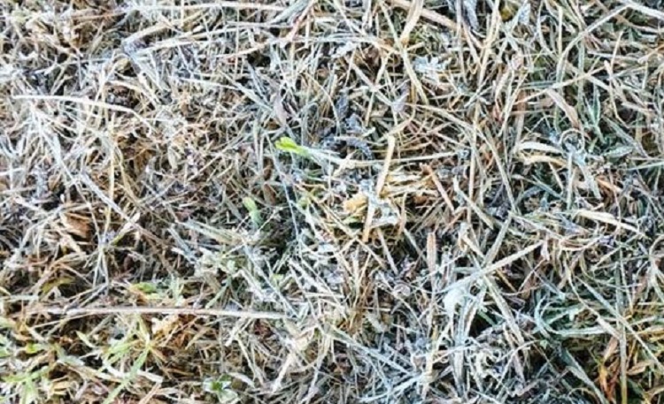 Fenomena tanaman yang terselimuti es di kawasan Ijen Bondowoso. SP/ BDW