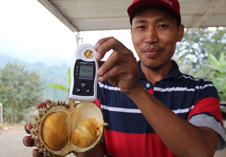 Petani durian, Mushir menunjukkan buah durian dengan duri hitam asal Malaysia di Wonosalam, Kabupaten Jombang. SP/ JBG