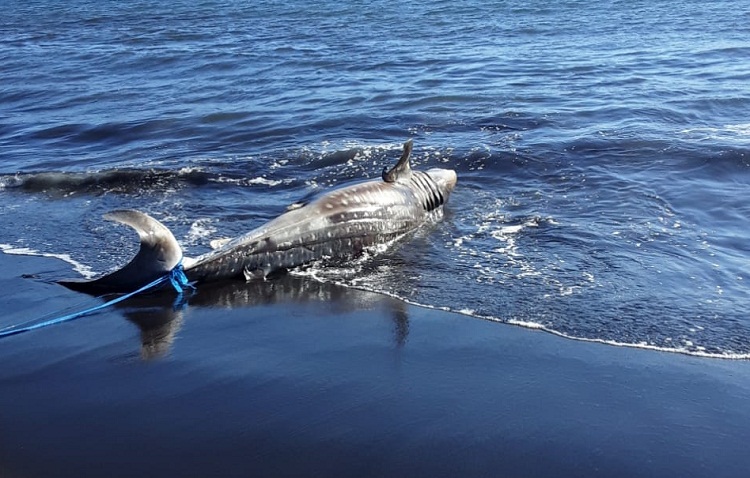 Hiu Tutul yang ditemuka mati di perairan Nyamplung Kobong, Desa Kepanjen, Kecamatan Gumukmas Jember. SP/ DIK