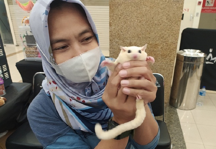 Bu Ranni saat menunjukkan Sugar Glider. SP/ Satrya Nugraha