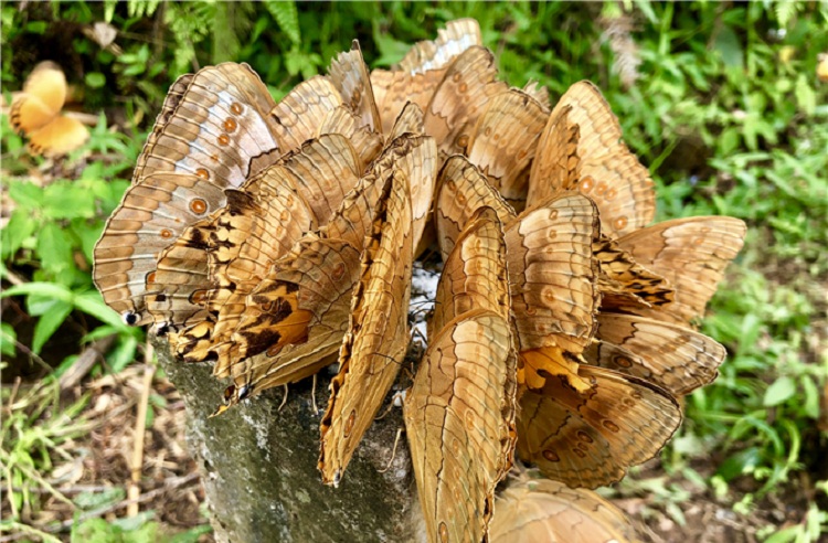 Beberapa kupu-kupu yang muncul di lembah di Provinsi Yunnan, China barat daya. SP/ CH