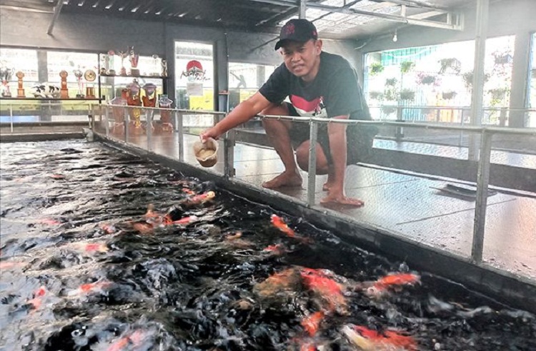 M. Fahmi Aulia yang tengah memberikan pakan ikan koi budidayanya. SP/ BLT
