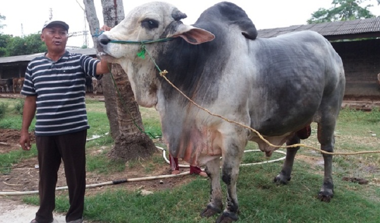 Haji Mat Aji dengan salah satu sapi ternaknya. SP/ LMP
