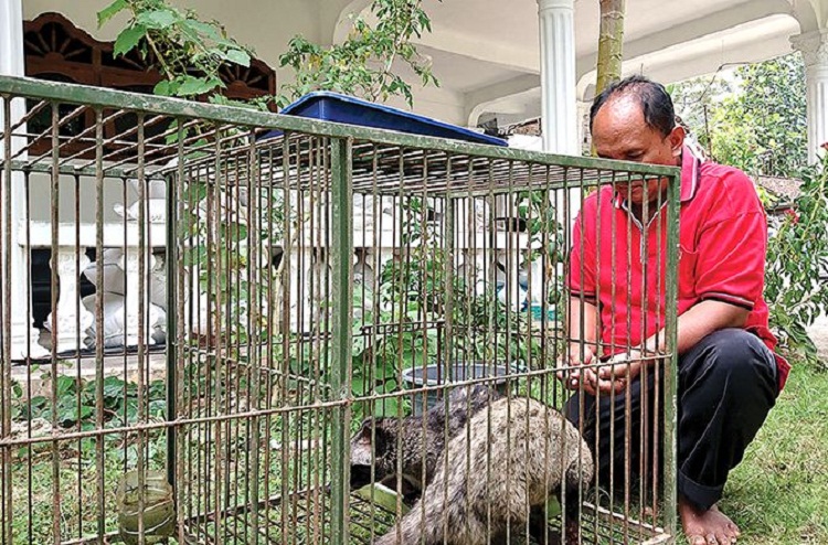 Meigik Sugiharto dengan luwak peliharaannya. SP/ TRG