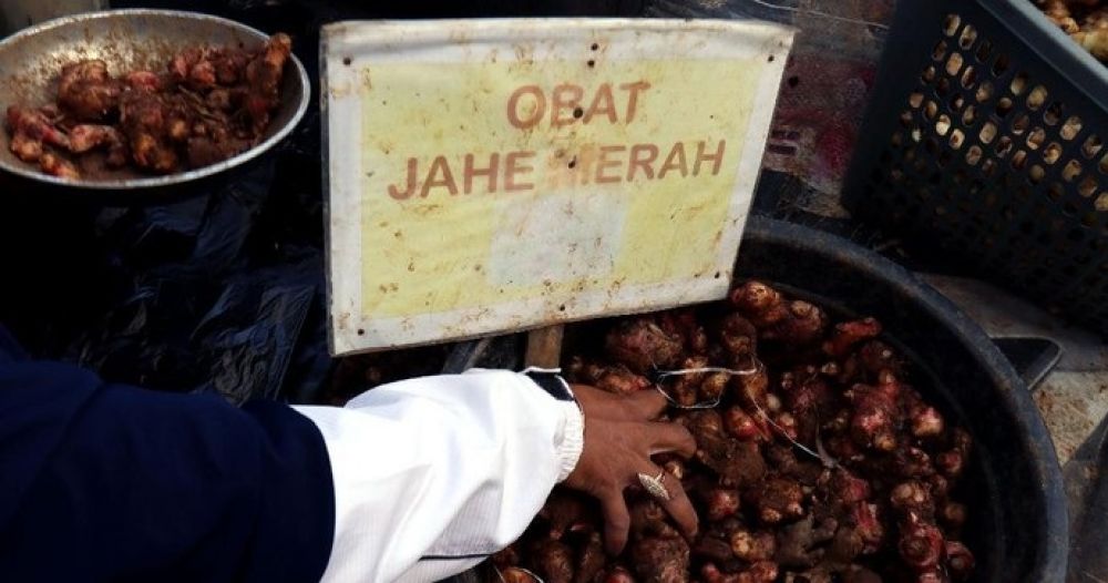Salah satu herba yang diteliti LIPI adalah jahe merah. SP/ DECOM