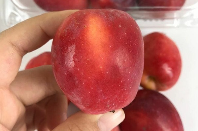 distributor buah import