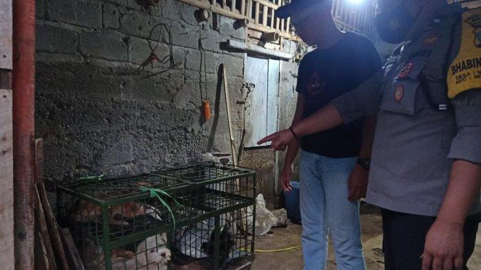 Petugas mengamankan belasan anjing dari rumah penjagalan anjing, di Kecamatan Selorejo.

Foto sp/lestariono