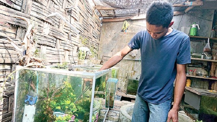 Panji yang tengah memeriksa tanaman air nya untuk aquascape. SP/ TRG