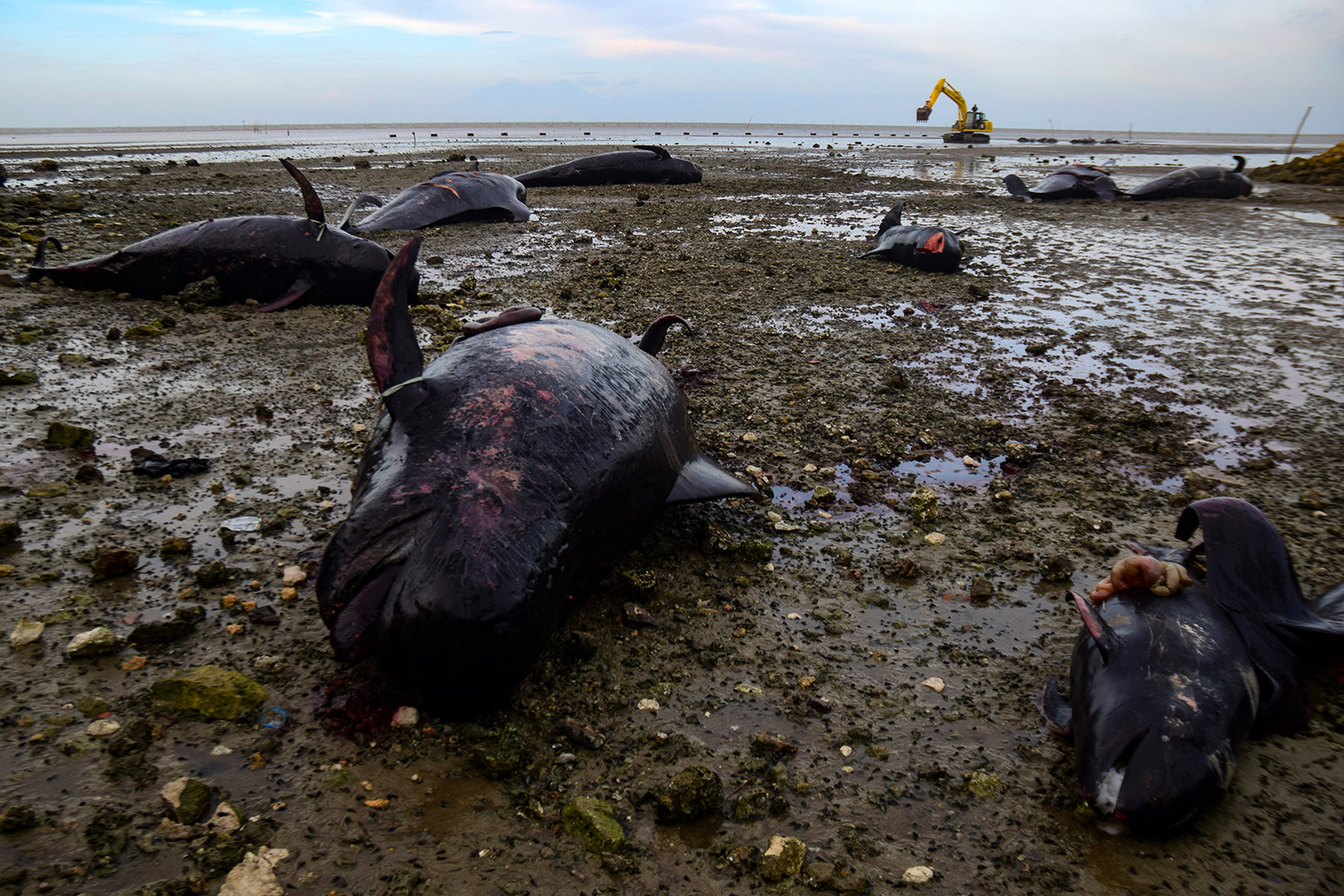 Petugas dari Badan Konservasi Sumber Daya Alam (BKSDA) mengevakuasi bangkai Paus Pilot Sirip Pendek (Globicphala macrorhynchus) yang mati terdampar di pesisir Pantai Modung, Bangkalan, Jawa Timur, Sabtu (20/2). SP/PATRIK CAHYO 
