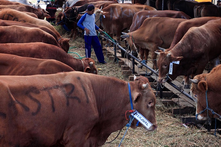 Penjualan hewan kurban Sapi di daerah Jl Ir Soekarno Hatta MERR Surabaya, Minggu (18/7/2021). Masih belum banyak Sapi yang terjual, meski hari raya Idul Adha kurang satu hari lagi.
