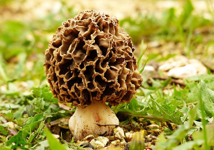 Jamur morel di TN Gunung Rinjani salah satu contoh potensi bioprospeksi di Indonesia. SP/ JKT