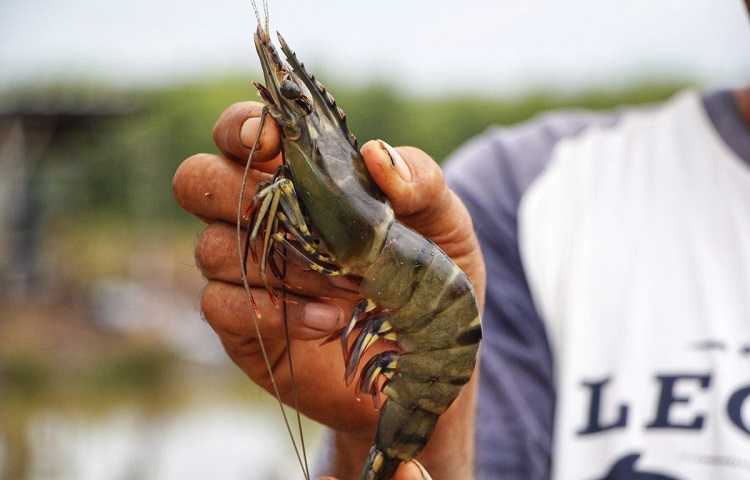 Ilustrasi produk perikanan di Indonesia berupa udang mulai menjadi primadona. SP/ JKT