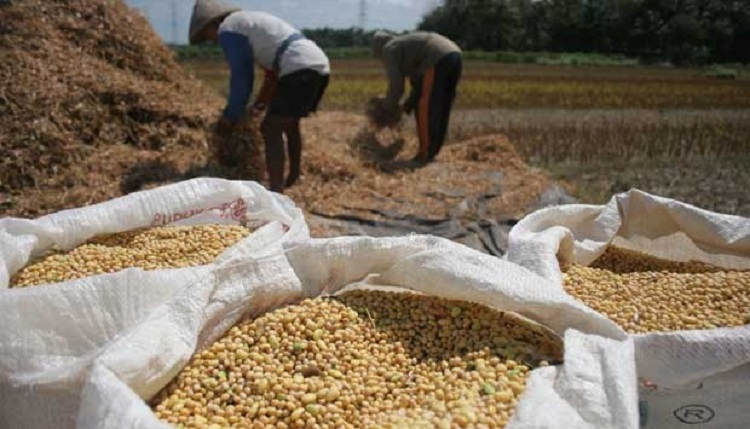 Ilustrasi saat petani mengumpulkan kedelai yang dipanen. SP/ KNG