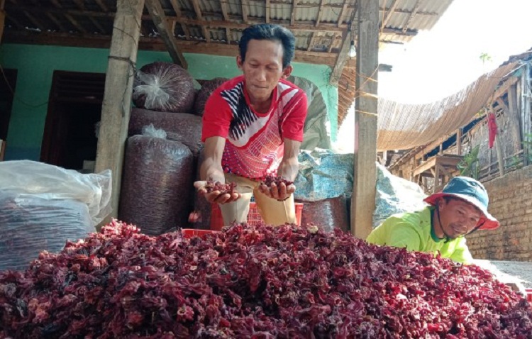 Puji Joko yang tengah panen bunga Rosela. SP/ KDR