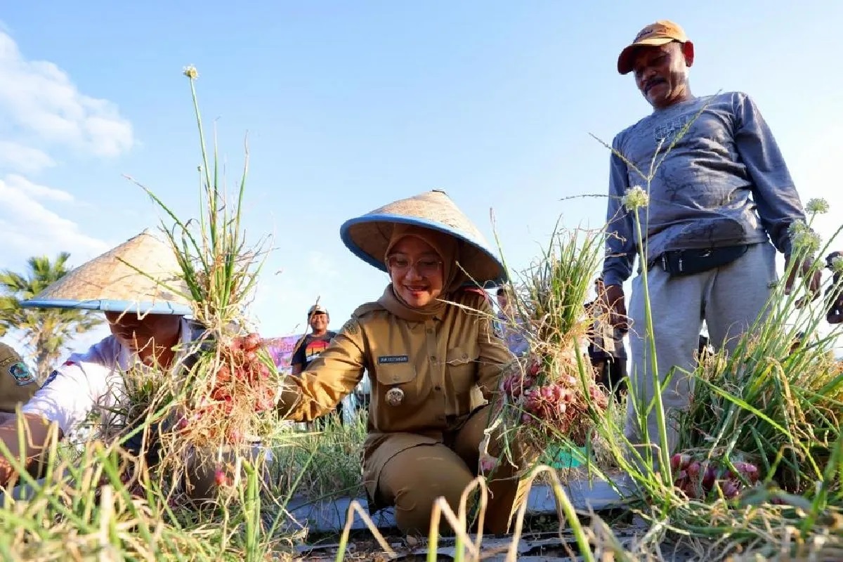 Bupati Banyuwangi Ipuk Fiestiandani saat panen raya bawang merah di Desa Bimorejo, Kecamatan Wongsorejo, Kabupaten Banyuwangi, Jatim. Foto: Pemkab Banyuwangi.