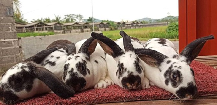 Beberapa kelinci hias peliharaan milik Silfin. SP/ BLT