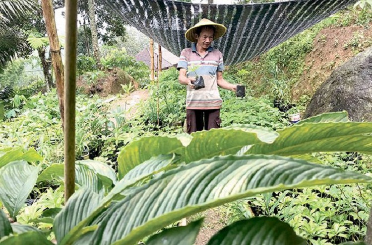 Sutris menunjukkan tanaman porang budidayanya. SP/ TLG