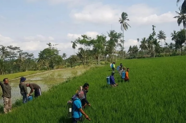 Petugas DTPHP bersama petani melakukan pengendalian hama di Kecamatan Silo, Kabupaten Jember.  Foto: DTPHP Jember.
