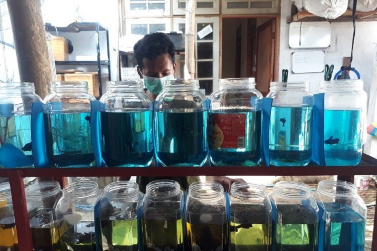 Beberapa ikan cupang milik Verdiansyah yang dipajang untuk di jual. SP/ KDR