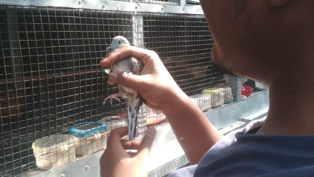 Perkutut bangkok yang diternak oleh Wisnu di Kecamatan Perak, Kabupaten Jombang. (SP/M. Yusuf) 