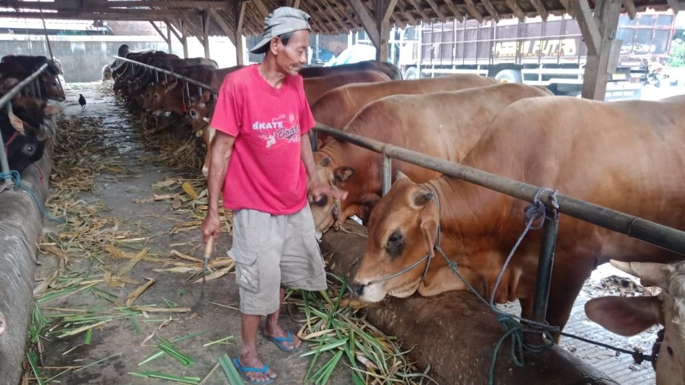 Sapi milik Amin di Desa Kepuhkembeng, Kecamatan Peterongan, Kabupaten Jombang. (SP/M. Yusuf) 