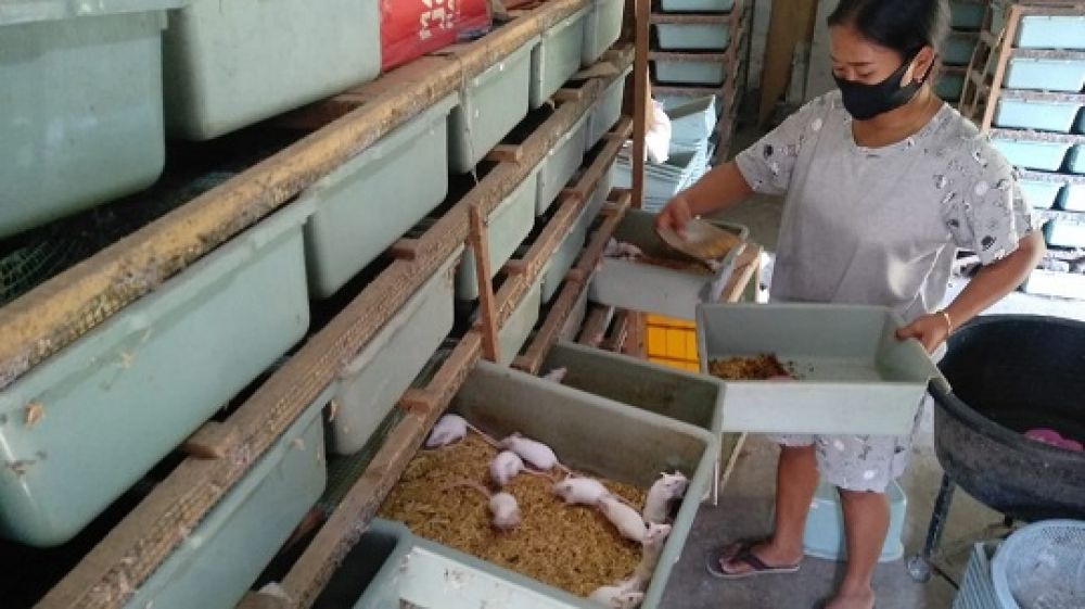 Ternak Tikus Mencit milik Wahyuni. (SP/M. Yusuf)