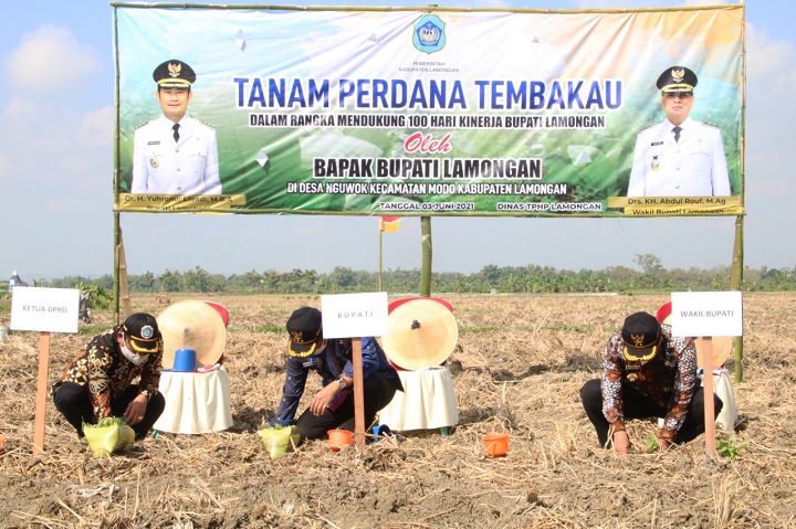 Bupati, Wabup dan sekda saat memulai tanam tembakau. SP/MUHAJIRIN KASRUN