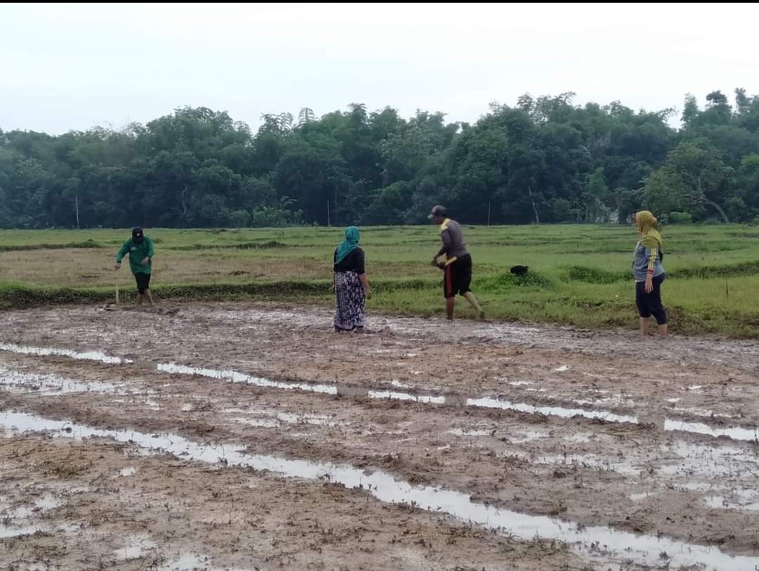 Foto ilustrasi menanam padi.