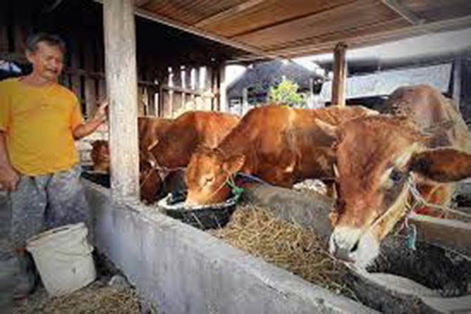 Salah satu peternakan sapi yang ada di kabupaten Pasuruan.