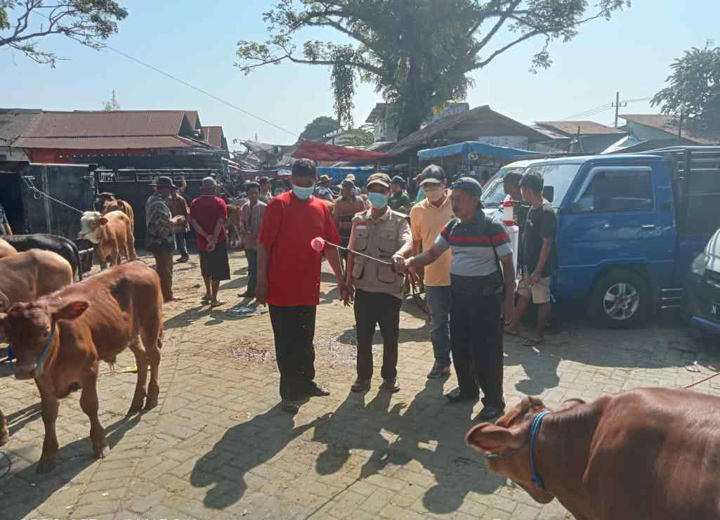 Angota dari Dinas Peternakan Kabupaten Pasuruan melakukan pengawasan terhadap sapi peternak.
