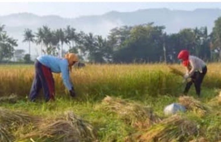 Penyerapan gabah kering giling di Kabupaten Sampang, tidak ada pengadaan selama 3 tahun.