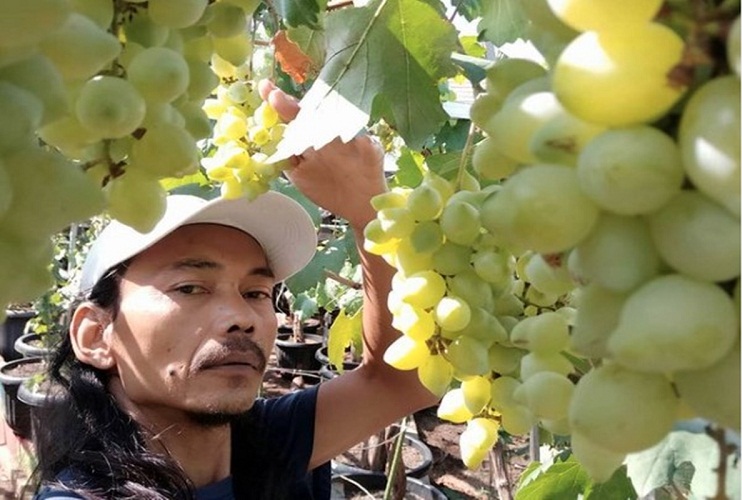 Yatno Gondrong saat di kebun anggur miliknya. SP/ JKT