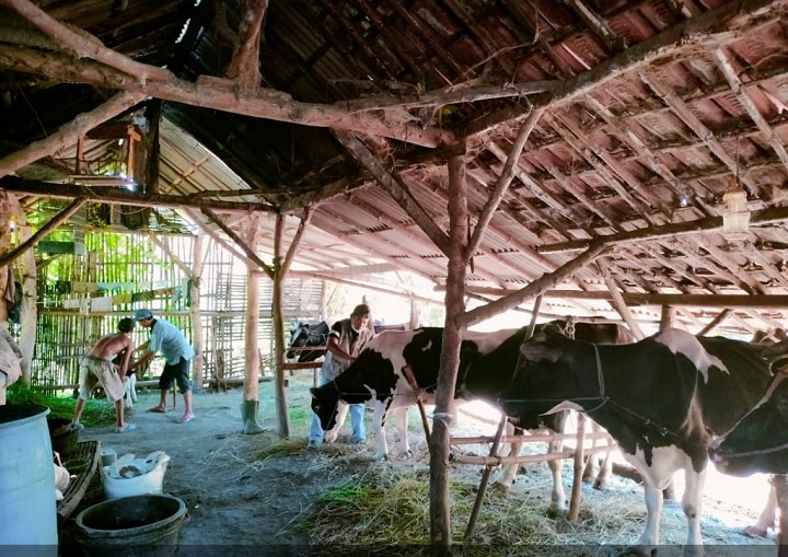 Salah satu peternak di kabupaten Pasuruan sedang  memberi makan sapinya.