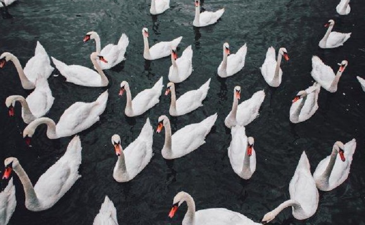 Illustrasi ratusan angsa di Slovakia yang teler karena overdosis opium pada biji poppy, sebagian dilaporkan tidak mampu terbang, Minggu (25/06/2023). SP/ SBY