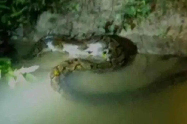 Penampakan ular sanca kembang berbobot puluhan kilo saat berada di tepi sungai, Bangkalan. SP/ BKL