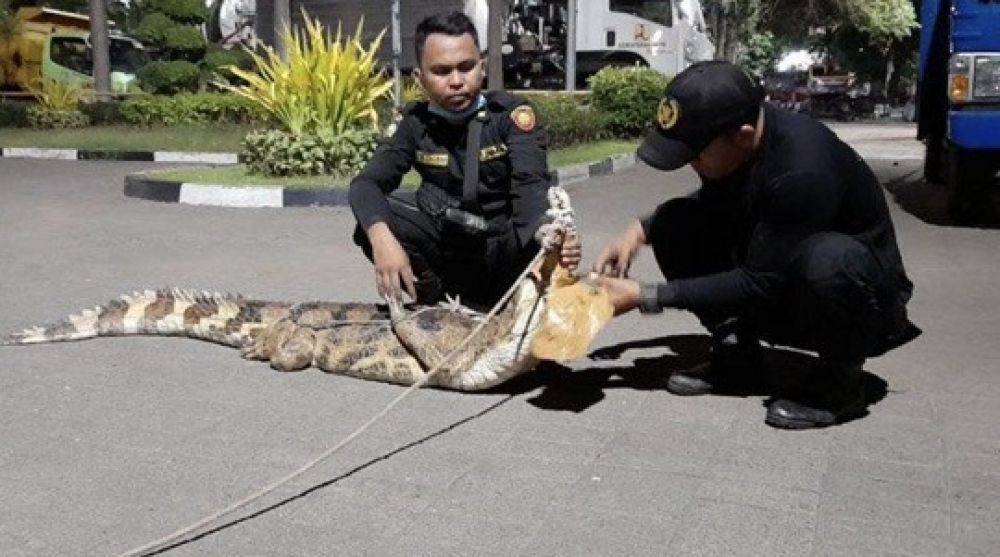 Buaya sapit yang diamankan petugas Satpol PP Surabaya, ditunjukkan di depan kantor Satpol PP Surabaya, Kamis (24/9/2020). Sp/humas pemkot surabaya