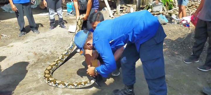 Petugas saat mengamankan ular yang nyaris masuk ke rumah warga. SP/Hadi Lestariono