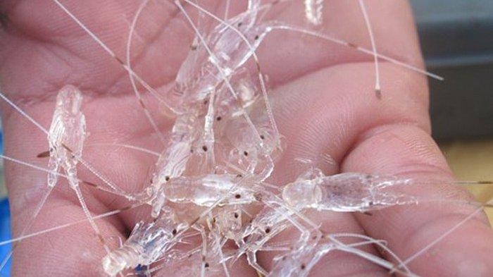 Ilustrasi benih lobster