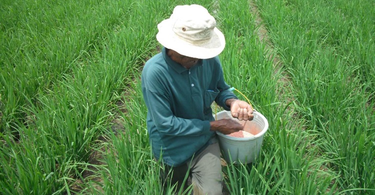 Foto ilustrasi. Foto: Kementan.