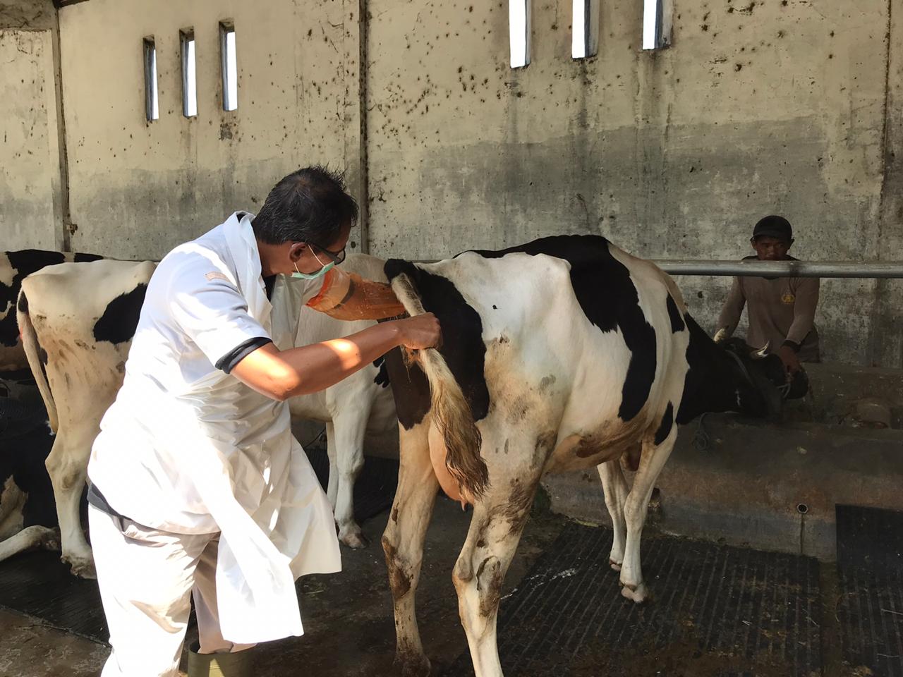 Petugas DKPP saat memberikn vaksin brucellosis di hewan ternak milik warga