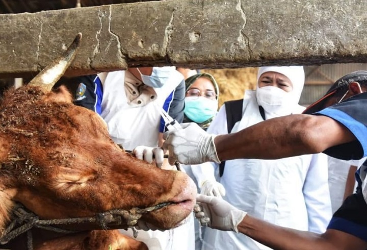 Gubernur Jatim, Khofifah Indar Parawansa saat meninjau pengobatan sapi di Dusun Wates, Desa Kedungpring, Kecamatan Balongpanggang, Gresik