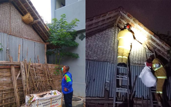 Kolase sarang tawon Ndas di salah satu rumah warga  dan saat petugas damkar mengevakuasi sarang tawon.