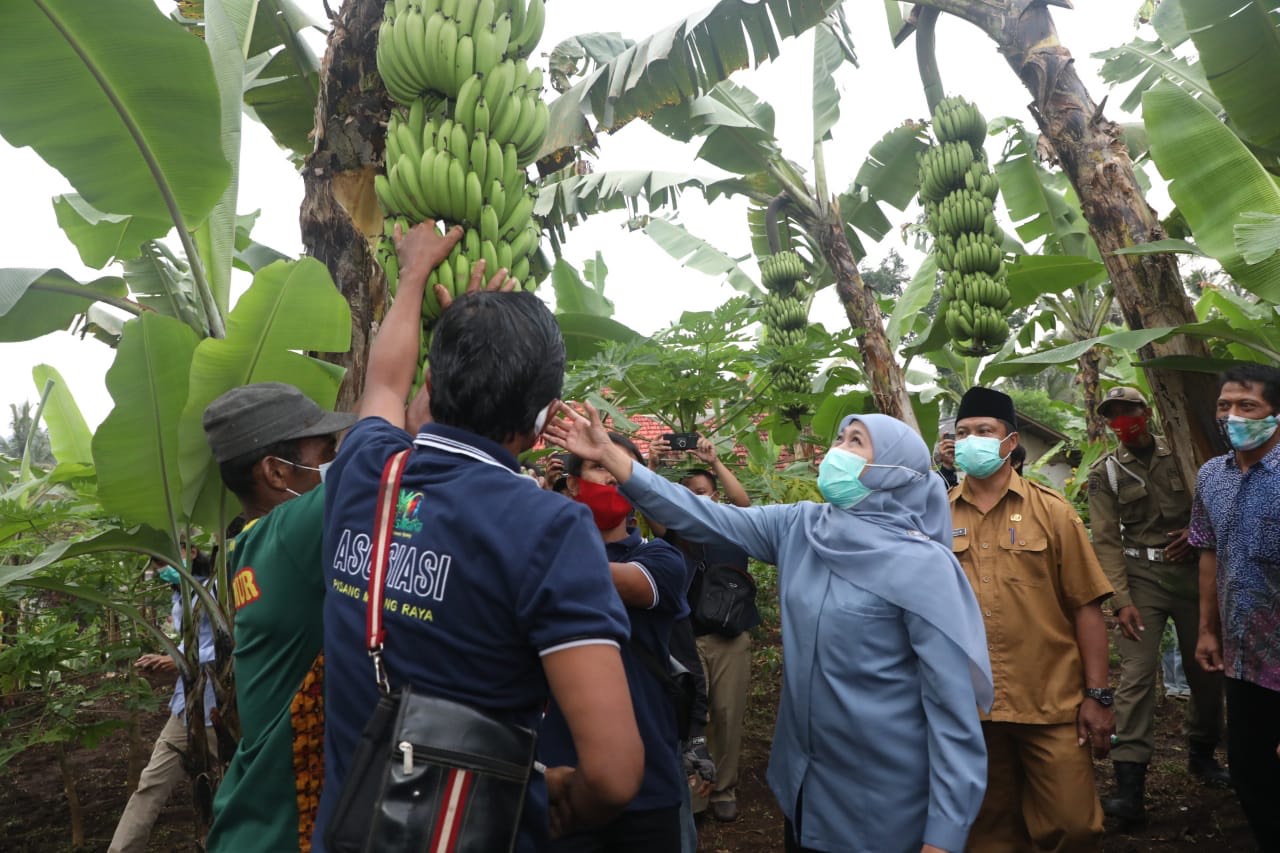 
Gubernur Khofifah melakukan peninjauan bibit kebun pisang varietas unggul di Desa Srimulyo, Kecamatan Dampit, Kabupaten Malang. Rabu (17/03/2021). SP/ MOCHAMMAD KASYFI FAHMI 